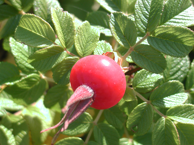 Faux-fruit (Cynorrhodon rosa rugosa) - © D. Lejeune