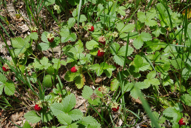 Faux-fruit (Fraise fragaria vesca) - © D. Lejeune