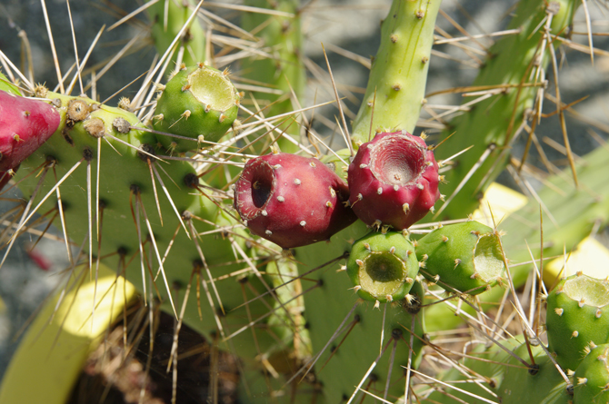 Faux-fruit (Opuntia ficus indica) - © D. Lejeune