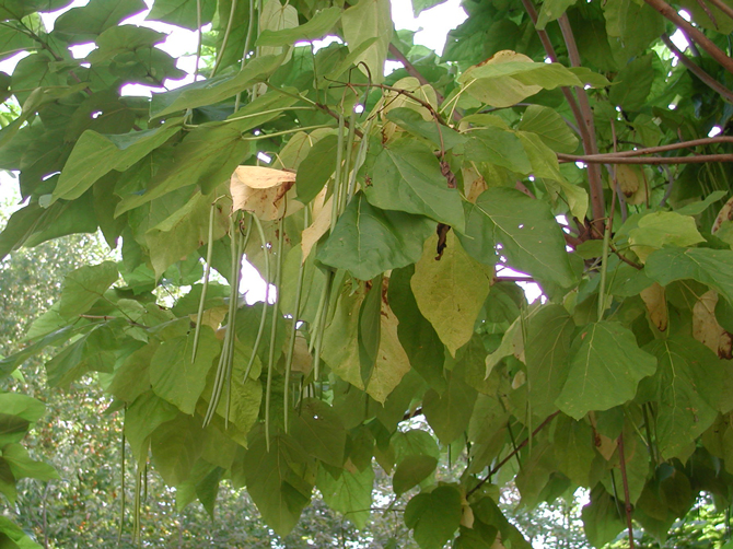 Follicule (Catalpa bignonioides) - © D. Lejeune