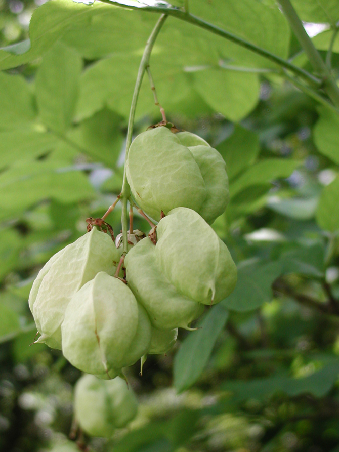 Follicule (Staphylea pinnata) - © D. Lejeune