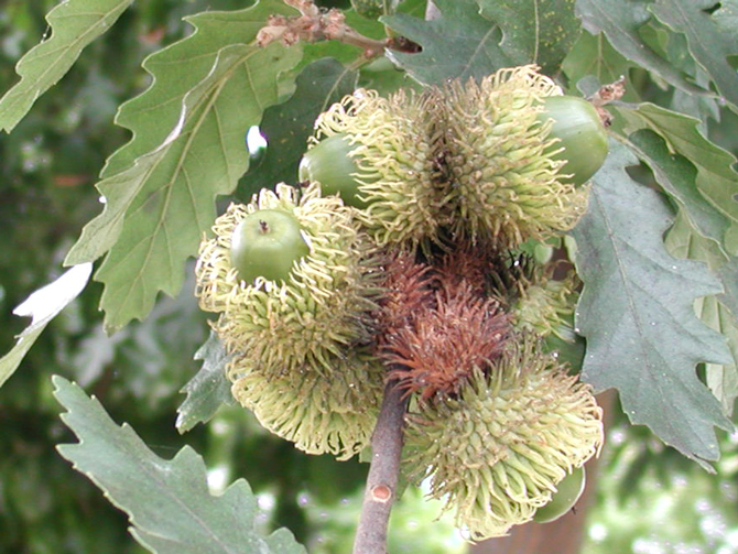 Gland (Quercus cerris) - © D. Lejeune