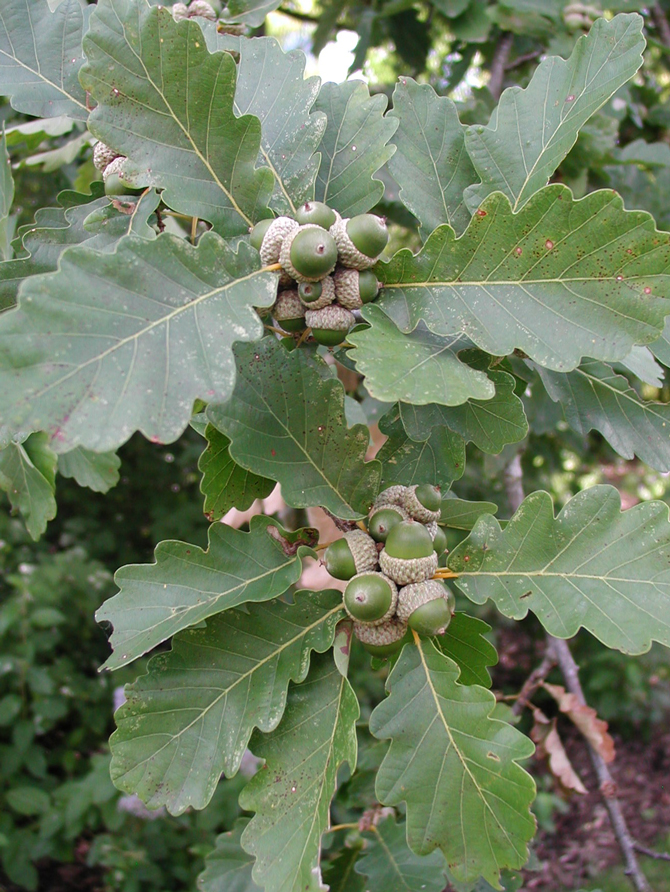 Gland (Quercus sessiliflora) - © D. Lejeune