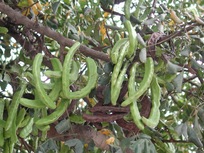 Gousse (Ceratonia siliqua) - © D. Lejeune