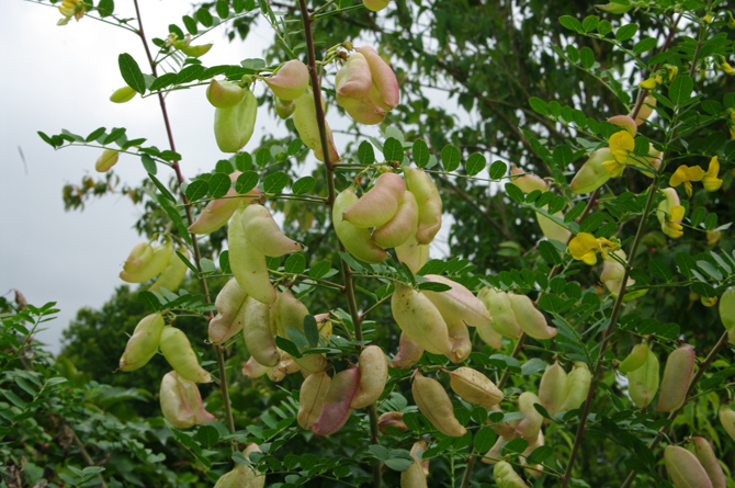 Gousse en lanterne (Colutea arborescens) - © D. Lejeune