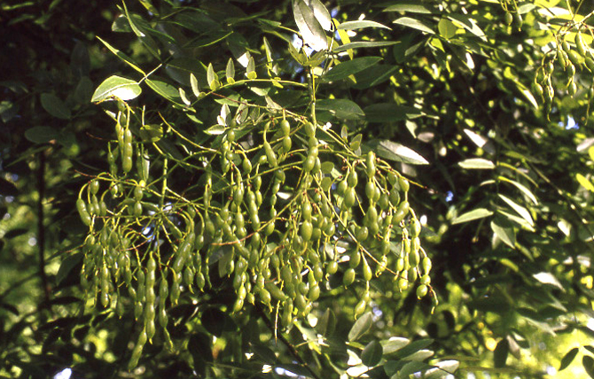 Gousse lomentacée (Sophora japonica) - © D. Lejeune