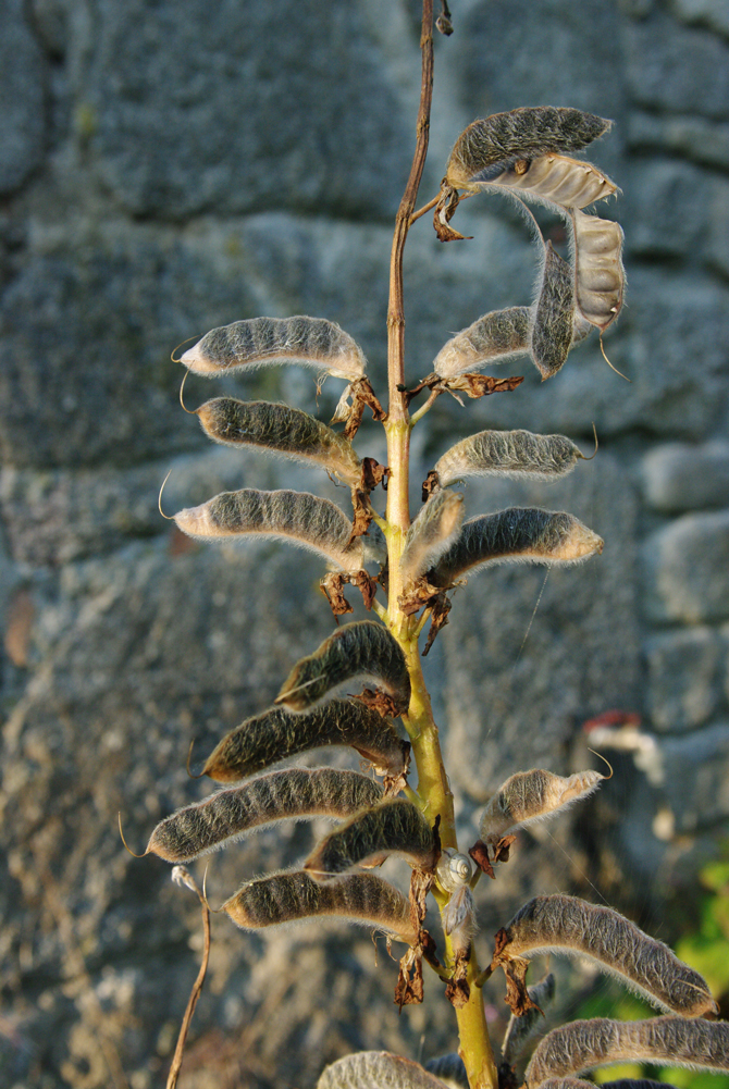 Gousse (Lupinus polyphyllus) - © D. Lejeune