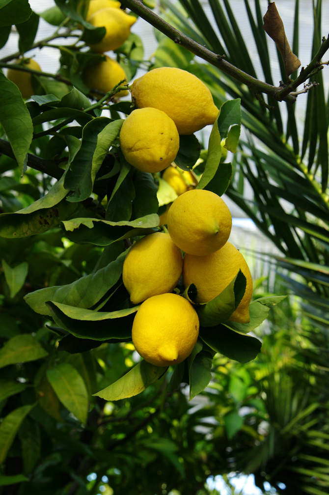 Hespéride (Citrus limon) - © D. Lejeune