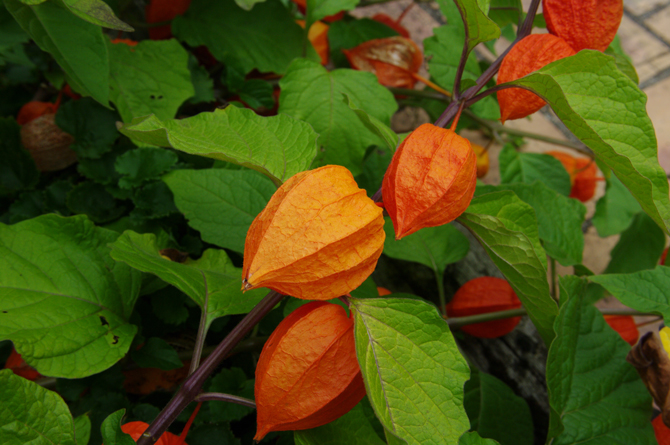 Lanterne (Physalis franchetti) - © D. Lejeune