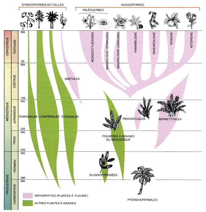 Origine des plantes selon Bournieras et al.