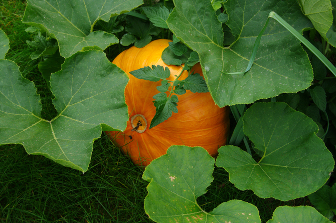 Peponide (Cucurbita pepo) - © D. Lejeune