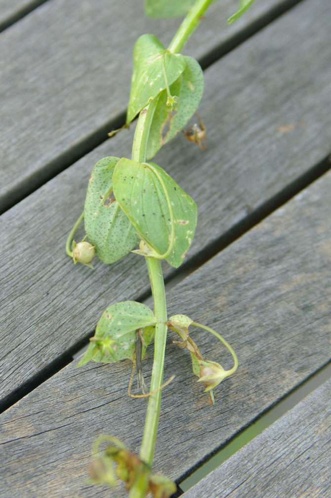 Pixide (Anagallis arvensis) - © D. Lejeune