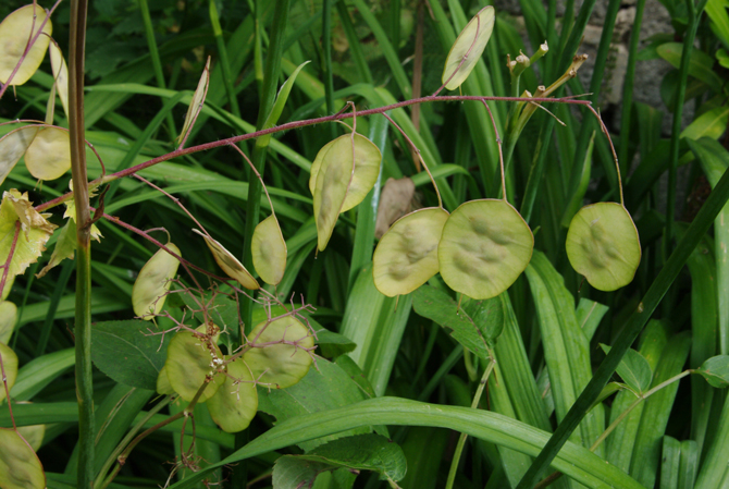 Silique (Lunaria biennis) - © D. Lejeune