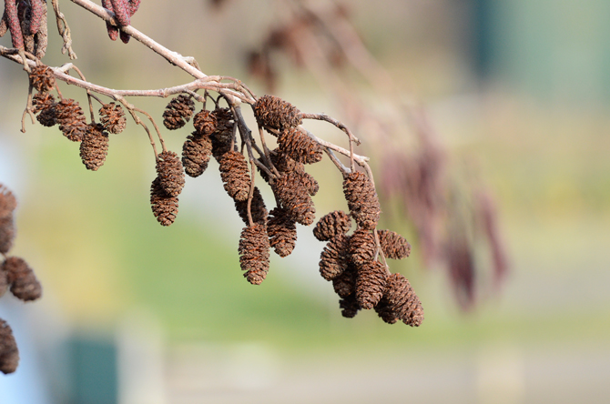 Strobile (Alnus glutinosa) - © D. Lejeune