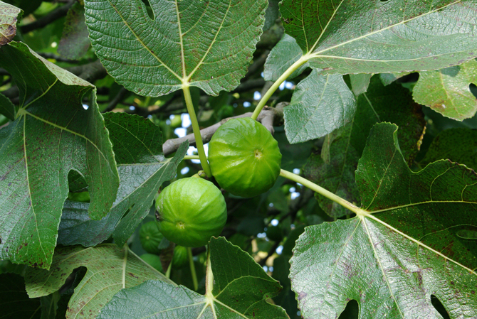 Sycone (Ficus carica) - © D. Lejeune