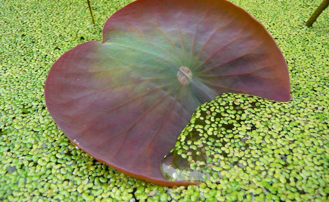 Lentilles d'eau et feuille de lotus, petite différence de taille © Jean-Michel Groult
