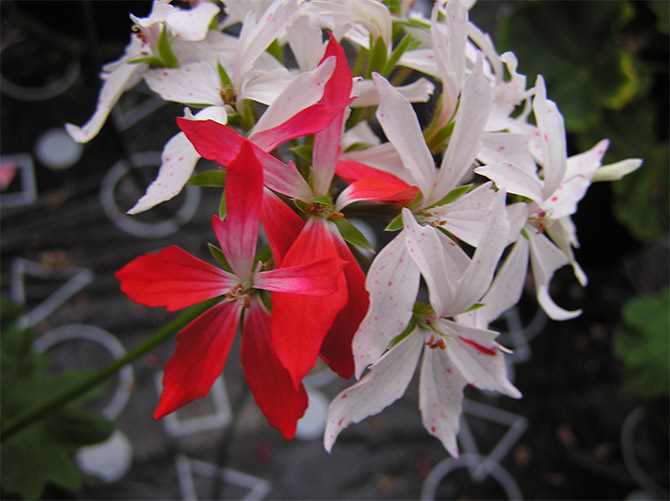 Les « transposons » sont responsables de mutations. Ici, action d'un transposon dans une inflorescence de Pelargonium sp. - © A. Cadic