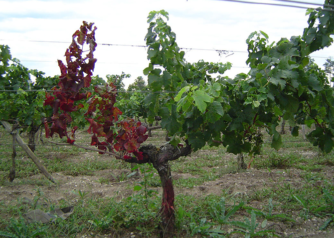 Pied de vigne touché par la flavescence dorée - © INRA-Bordeaux