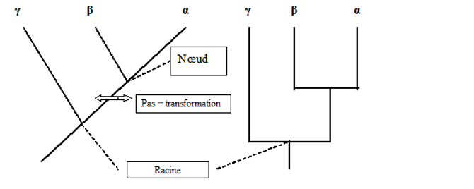 Fig.2 – Exemples de cladogrammes - © Philippe Richard