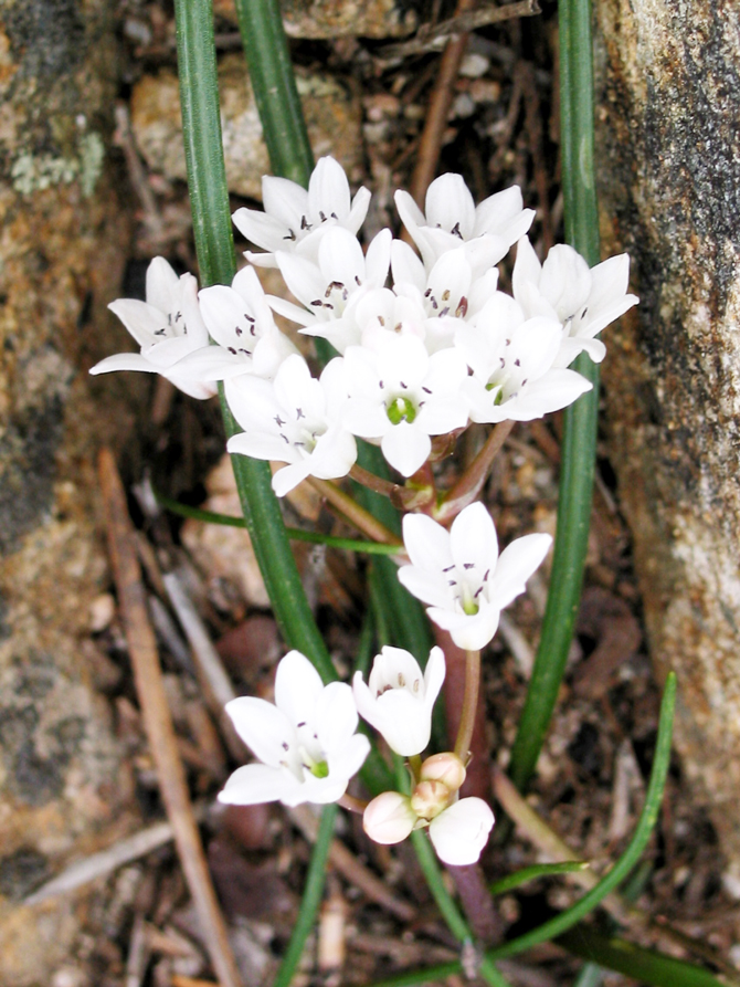 Fig.3 – Brimeura fastigiata (Viv.) Chouard. Ceci est maintenant une Asparagaceae - © P. Richard