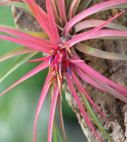 Tillandsia sp. © Jean-Michel Groult