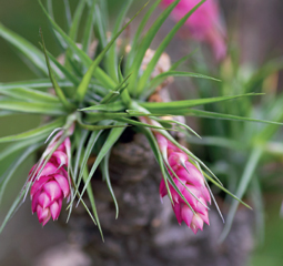 Tillandsia, plante à trichome (les poiles en coupe ne sont pas visibles à l'oeil nu). - © Jean-Michel Groult