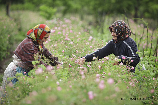 Cueillette des roses en Turquie - © IFF France SAS