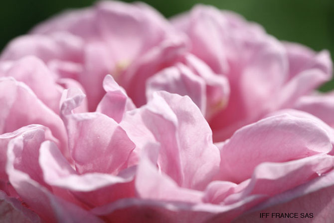 Fleur de Rosa damascena Mill. - © IFF France SAS