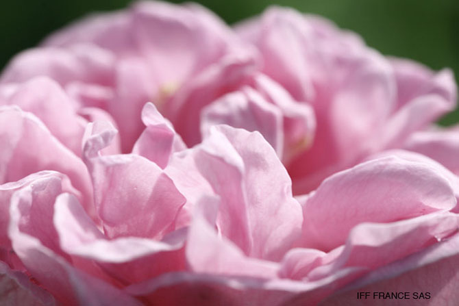 Eau de rose culinaire - Rosa Damascena - Mounë