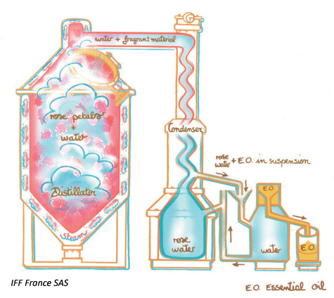 Hydrodistillation de l’huile essentielle de rose - © IFF France SAS