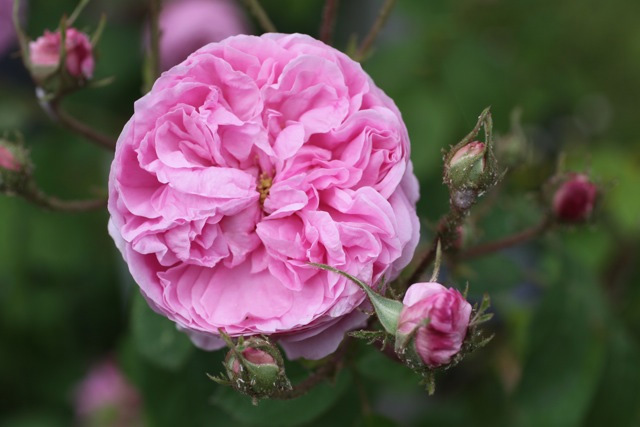 Fleur de Rosa x centifolia