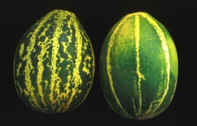 Melon de type tibish non sucré cultivé au Soudan