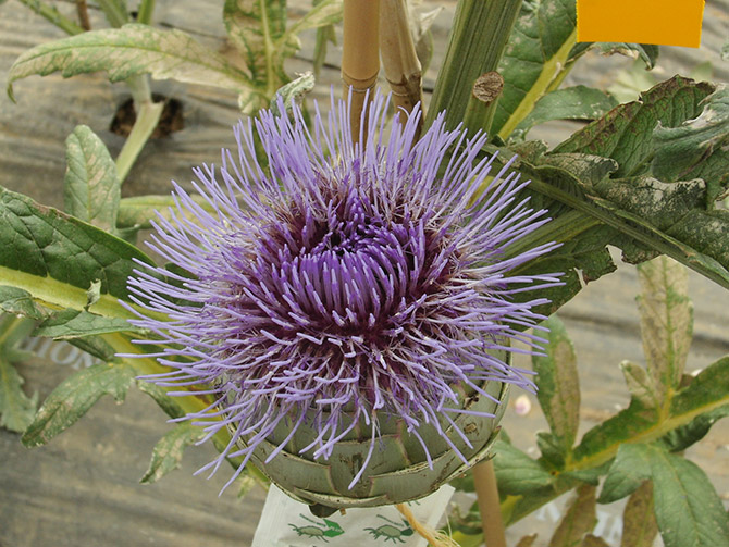 Outre ses qualités gustatives, l’artichaut offre des fleurs très décoratives - © J.-N. Plagès