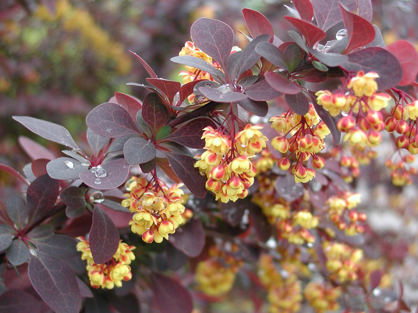 Berberis thunbergii 'Atropurpurea' - © Lejeune