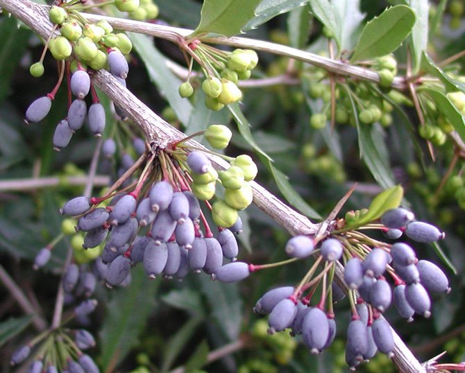 Berberis Julianae - © Lejeune