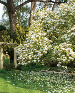 Le magnolia est d'une culture facile © DR