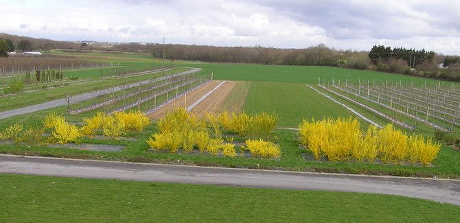 La collection de variétés de Forsythia de l'INRA a été mise en place à Beaucouzé (49) dans le cadre d'un programme de sélection visant à obtenir des variétés compactes et très florifères. A l'arrêt du programme, elle a été reprise par le Geves à Brion (49) comme collection de référence UPOV. © A Cadic