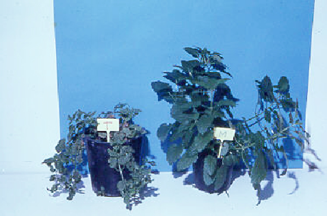 Figure 7. Amélioration génétique du crosne du Japon. a / Régénération du crosne par culture de méristème (plante virosée à gauche, plante indemne de virus à droite) – © J. Boccon-Gibod