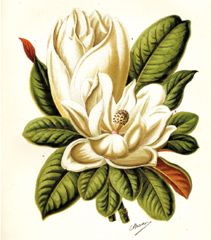 Magnolia