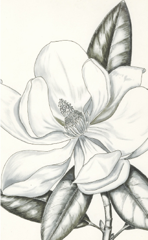 Magnolia sp. illustration de R. Jancel.