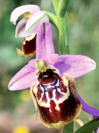 Ophrys candica - © MAP