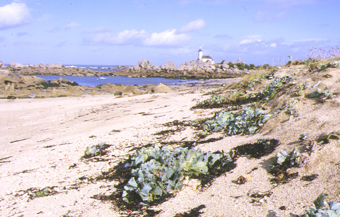 Figure 16 - Station de Crambé maritime sauvage à la pointe de Brignogan (29), en direction de Kerlouan.