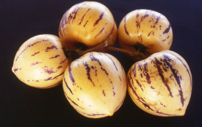 Figure 20 – Le fruit du pépino (Solanum muricatum L.), à la chair de couleur orange à maturité, peut se conserver en l’état durant plusieurs semaines.