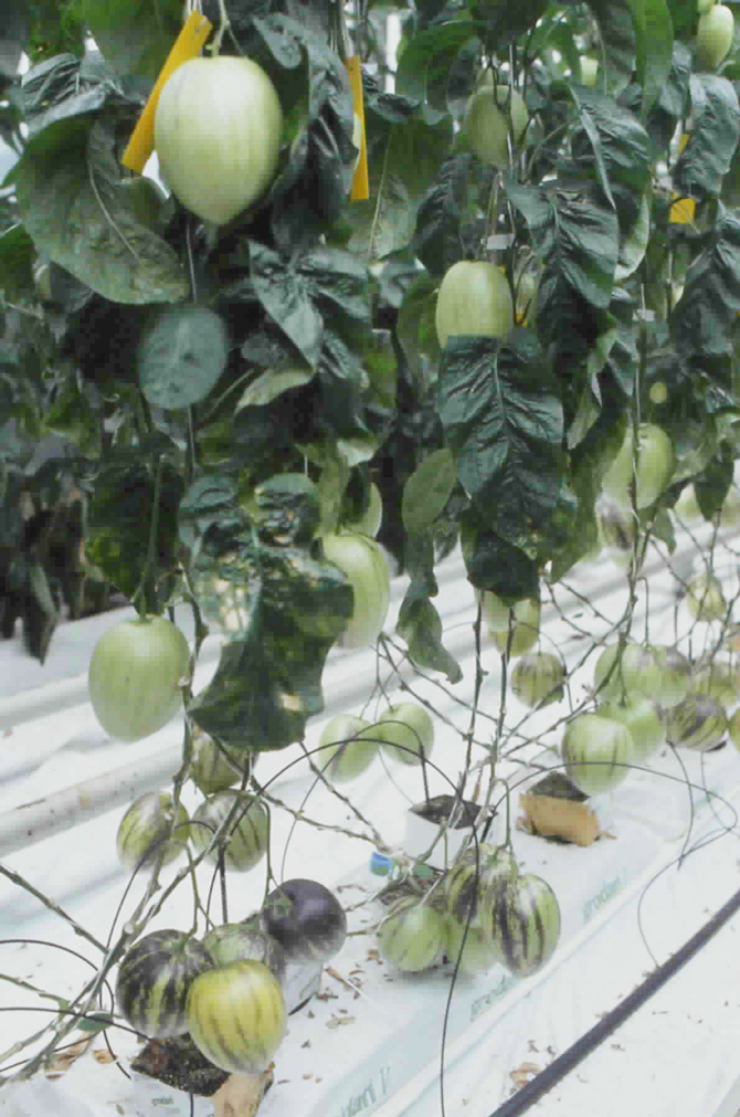 Figure 21 – La culture hors sol du pépino (Solanum muricatum L.) a été mise au point à la station expérimentale du CATE à St Pol-de-Léon.