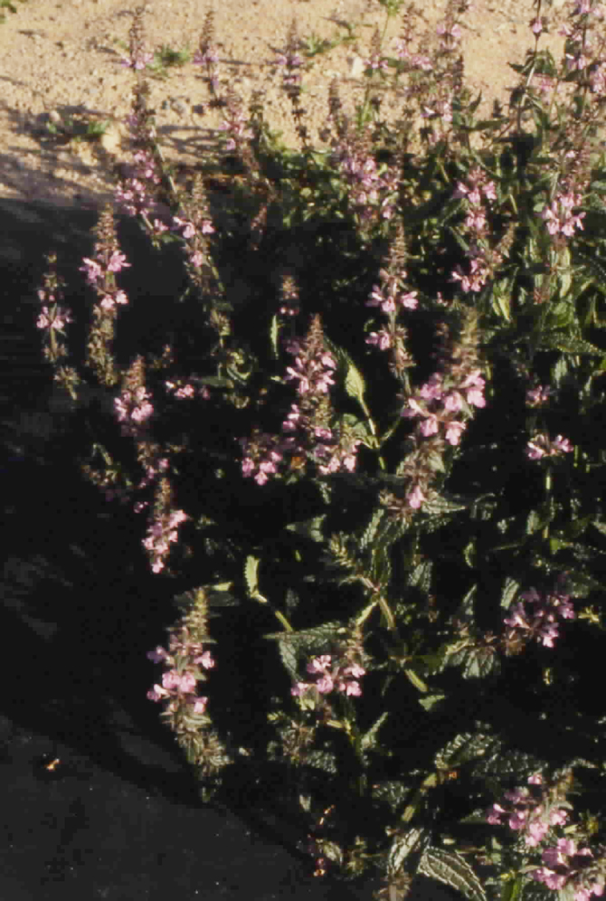 Figure 7c. Floraison obtenue sur un clone chinois lors de sa première année d’acclimatation en Anjou.