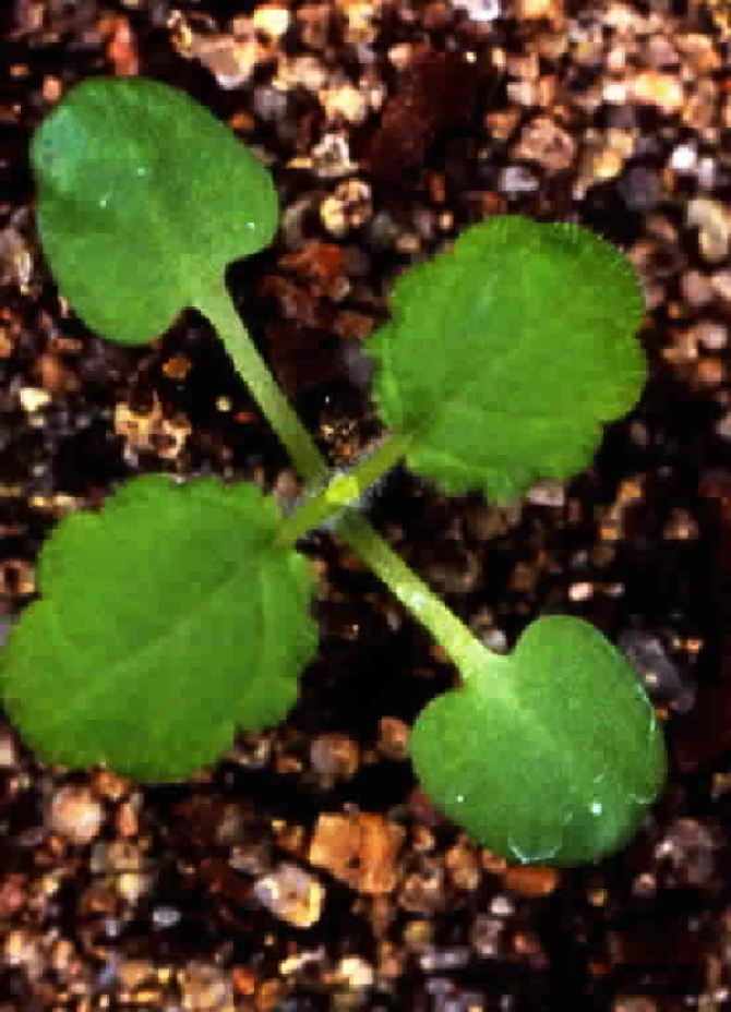 Figure 7d Jeune plante issue de graine viable récoltée sur le clone chinois (Péron et Briard, 1998).
