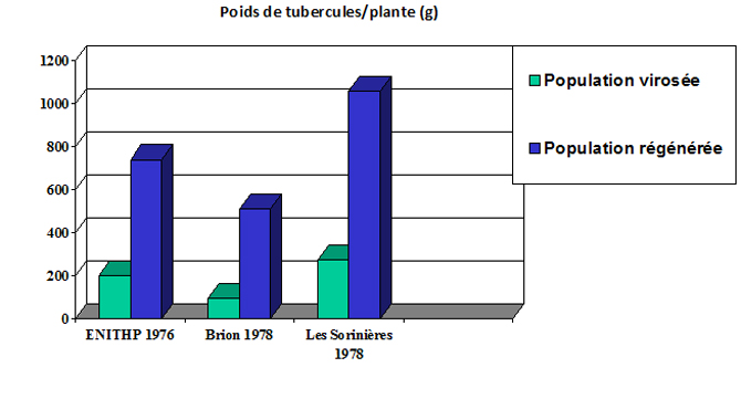 Figure 8 - Rendement comparé d'une population virosée de crosne et du matériel régénéré par culture de méristème issu de cette même population enregistré sur trois sites d'essais - densité : 4 plantes par m2 – (Péron, 1986).