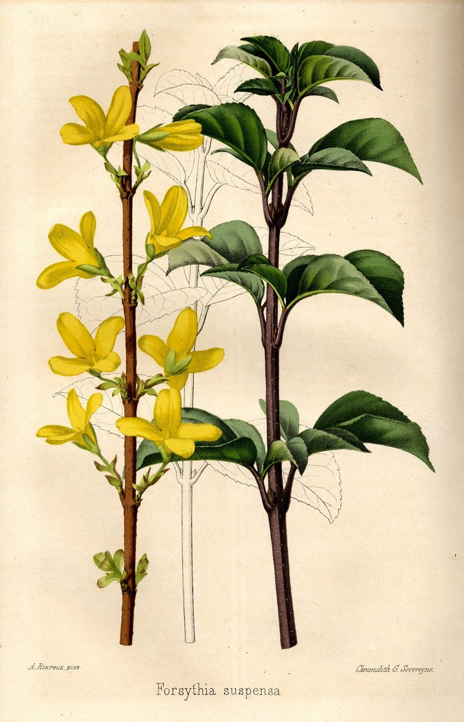 Forsythia suspensa © Revue Horticole 1861