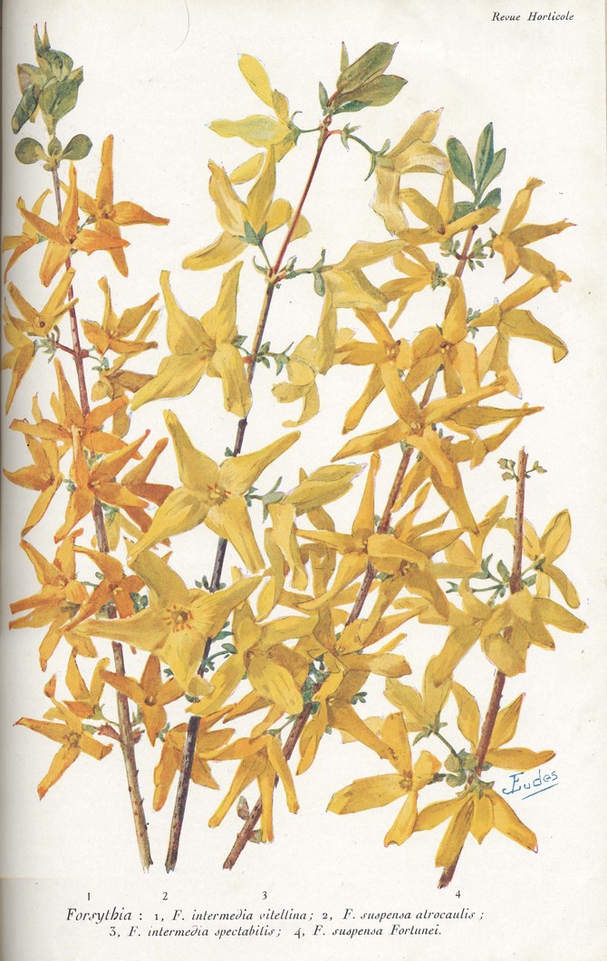 Forsythia intermedia et suspensa © Revue Horticole 1930 - 1931