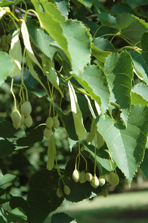 Tilleul d'Amérique - Tilia americana - Le Jardin du Pic Vert